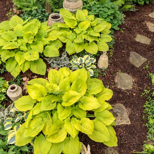 Proven Winners Hosta / Shadowland 'Coast to Coast' Hosta/ Golden Hosta/ Hosta Hybrid / 2 gallon pot / Plant for shade