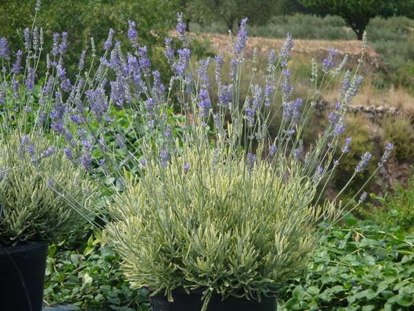 Lavender 'Platinum Blonde' Variegated Lavender, 4" Pot Live Plant