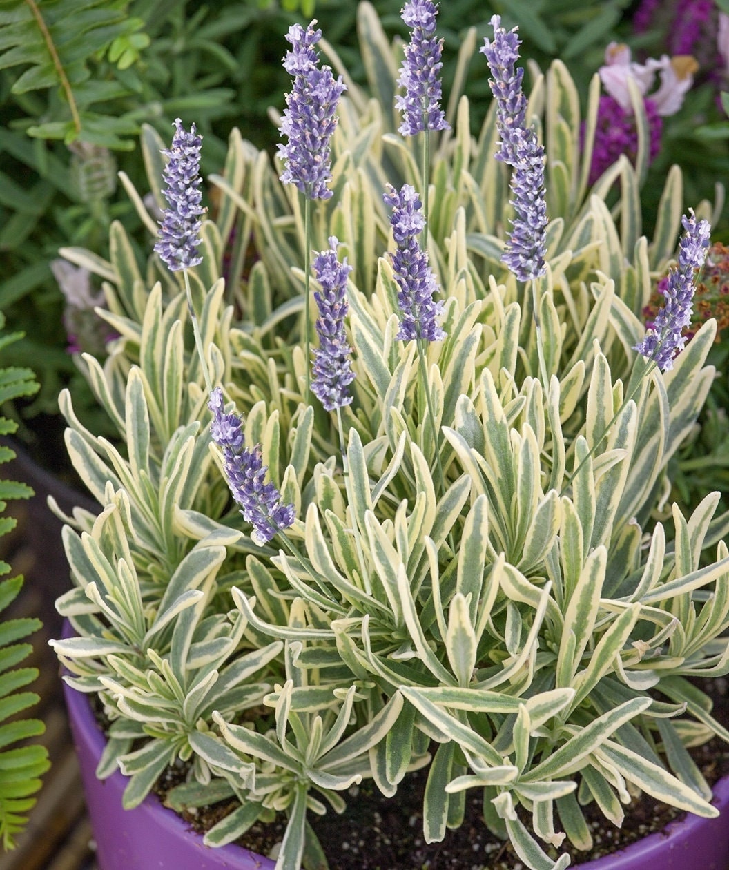 Lavender 'Platinum Blonde' Variegated Lavender, 4" Pot Live Plant