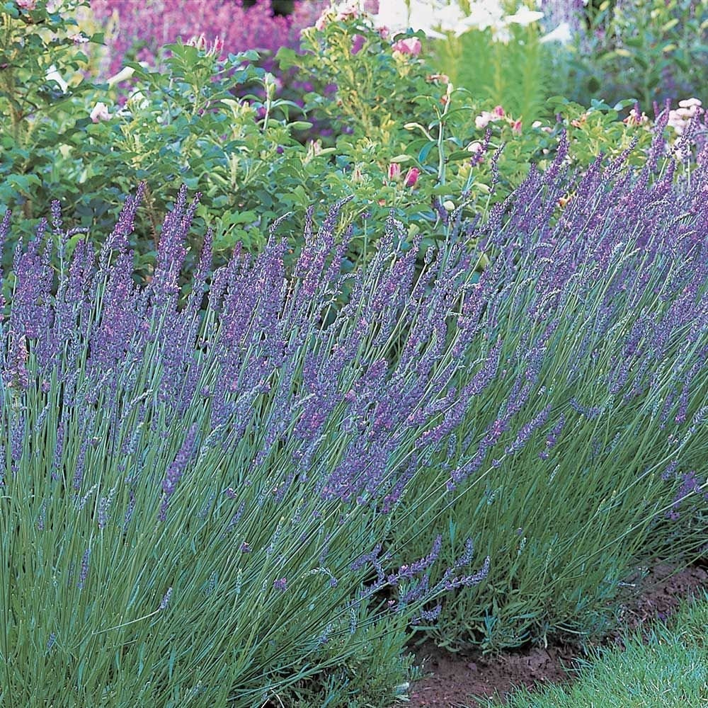 Lavender 'Grosso', 4" Size Live Plant