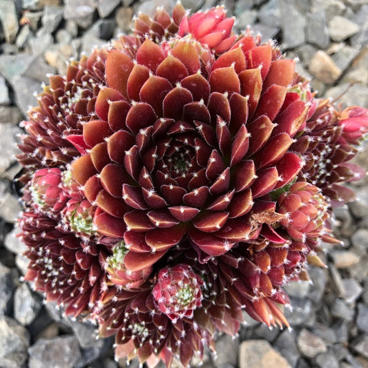 Sempervivum 'Jeanne D'Arc' Hens & Chicks, 4" Pot Live Plant