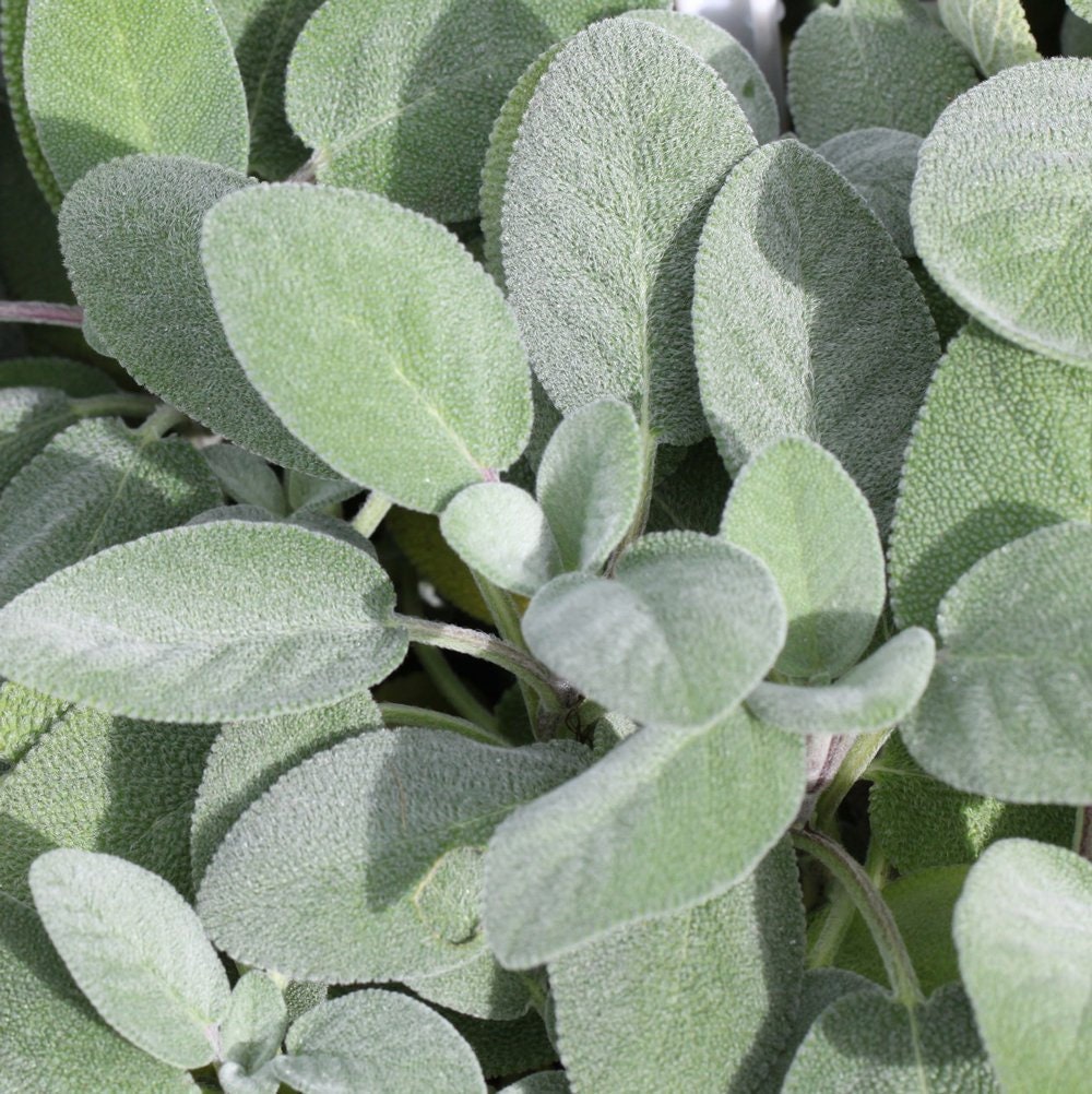 Berggarten Sage Salvia Plant - 4" pot