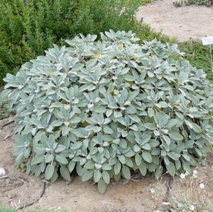 Berggarten Sage Salvia Plant - 4" pot