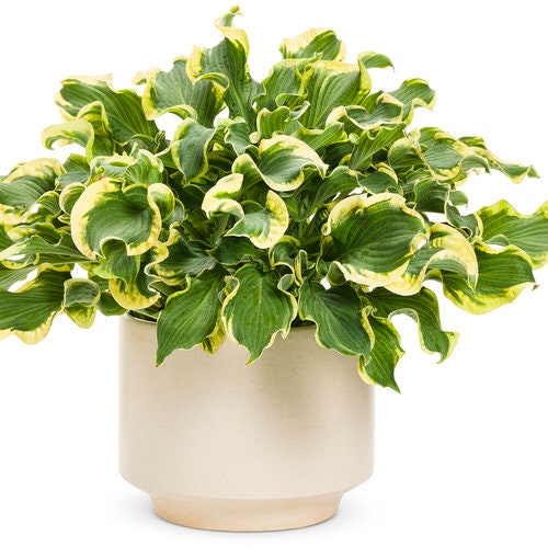 Wheee! Hosta from Shadowland® Collection by Proven Winners™ - 1 gallon pot