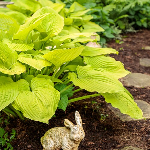Proven Winners Hosta / Shadowland 'Coast to Coast' Hosta/ Golden Hosta/ Hosta Hybrid / 2 gallon pot / Plant for shade