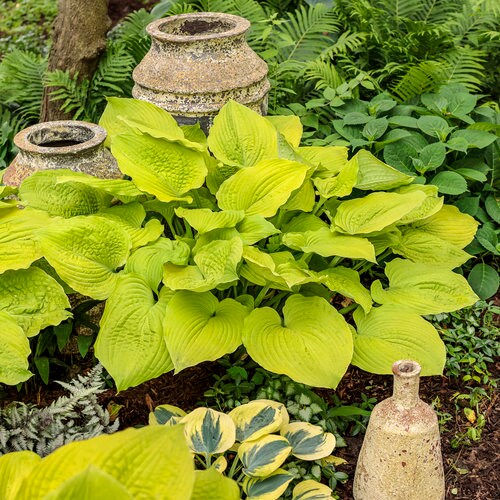 Proven Winners Hosta / Shadowland 'Coast to Coast' Hosta/ Golden Hosta/ Hosta Hybrid / 2 gallon pot / Plant for shade