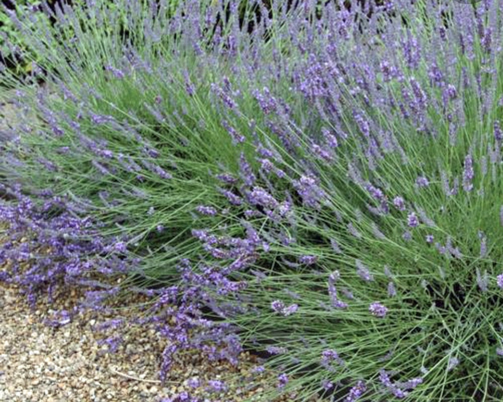 Lavender 'Grosso', 4" Size Live Plant