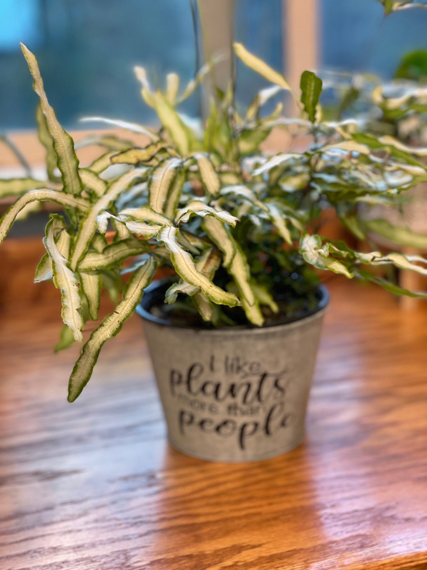 I Like Plants More Than People Stenciled Galvanized Planter