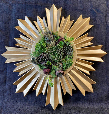 Live Succulent Vertical Gardening in Gold Spiked Frame 9.5"