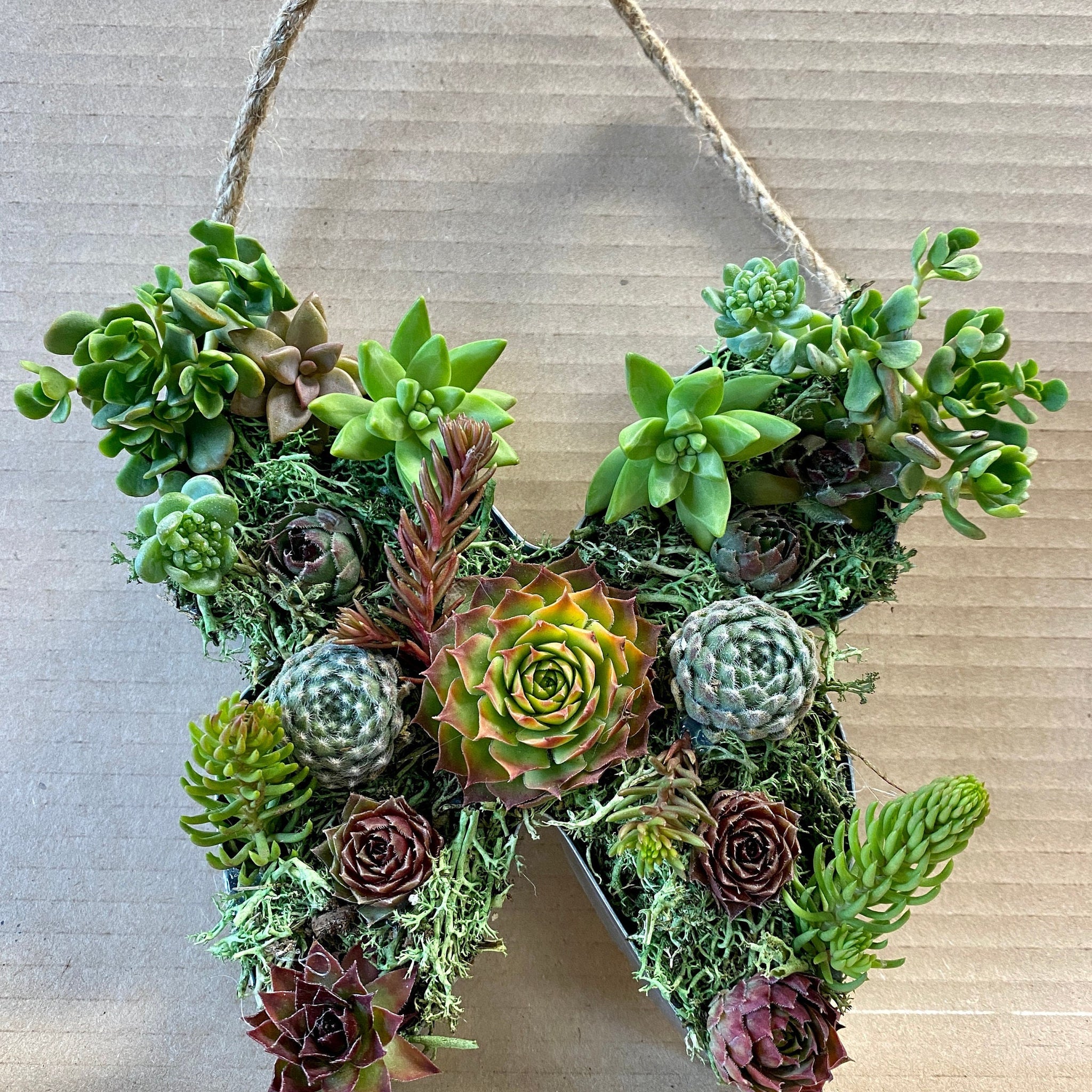 Live Succulent Butterfly Wall Decor