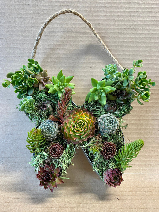 Live Succulent Butterfly Wall Decor