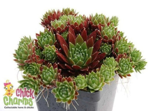 CHICK CHARMS 'Cinnamon Starburst' Sempervivum Hens & Chicks, 4" Pot Live Plant