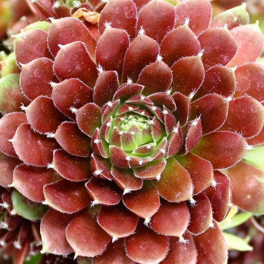 Cinnamon Starburst Succulent - Hens and Chicks Sempervivum Plant by Chick Charms™ - 4 inch pot