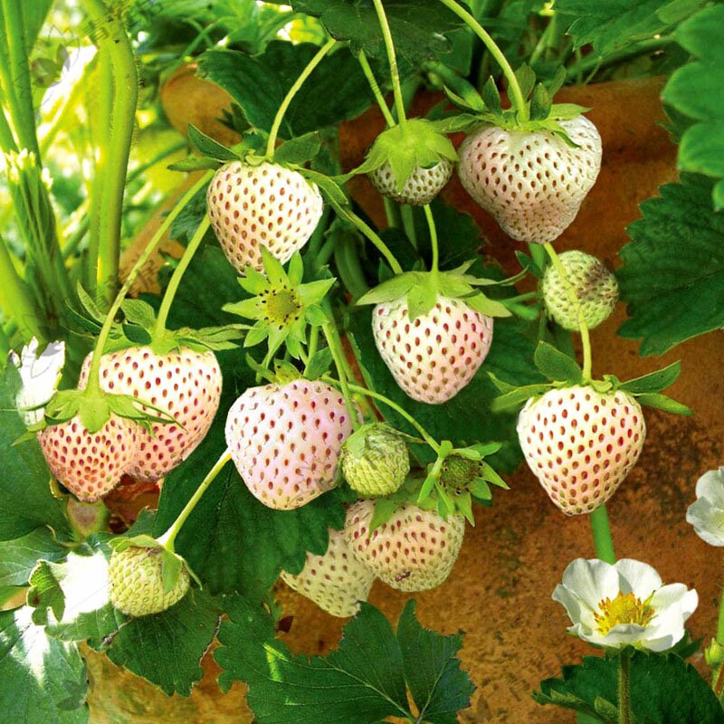 White Carolina Strawberry, White Pineberry, 1 Quart Pot Live Plant