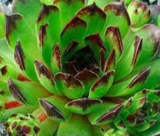 Chick Charms® Appletini™ Succulent Sempervivum aka Reinhardt  - 4" Pot