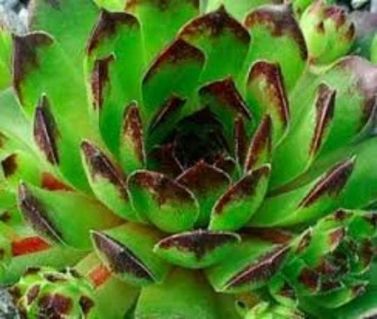 Chick Charms® Appletini™ Succulent Sempervivum aka Reinhardt  - 4" Pot