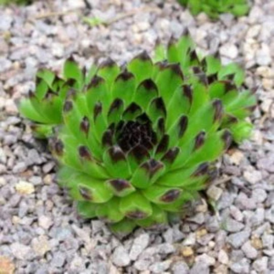 Chick Charms® Appletini™ Succulent Sempervivum aka Reinhardt  - 4" Pot