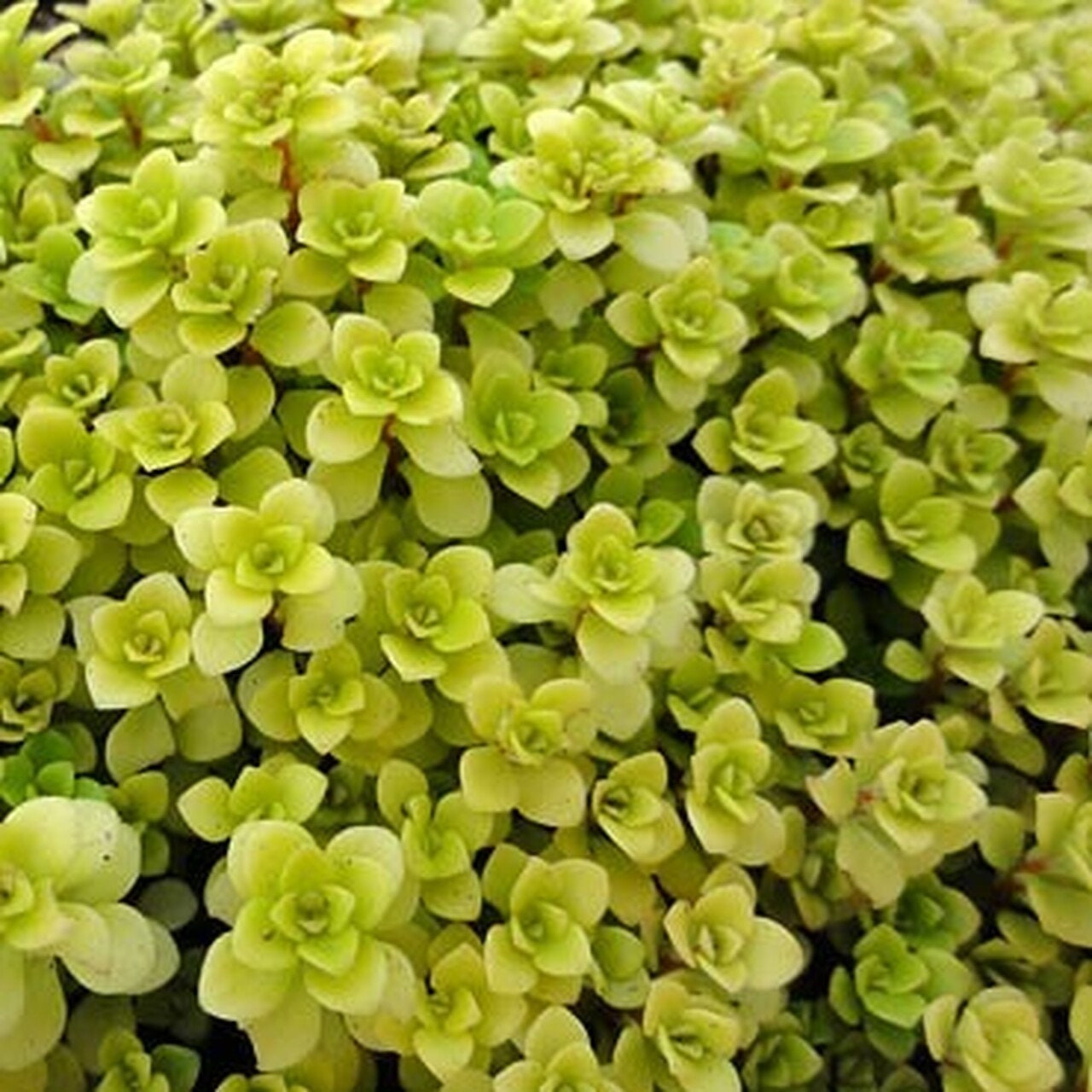 "Ogon Aurea" Stonecrop Sedum Succulent Plant aka "Golden Japanese" Stonecrop - 4 inch pot