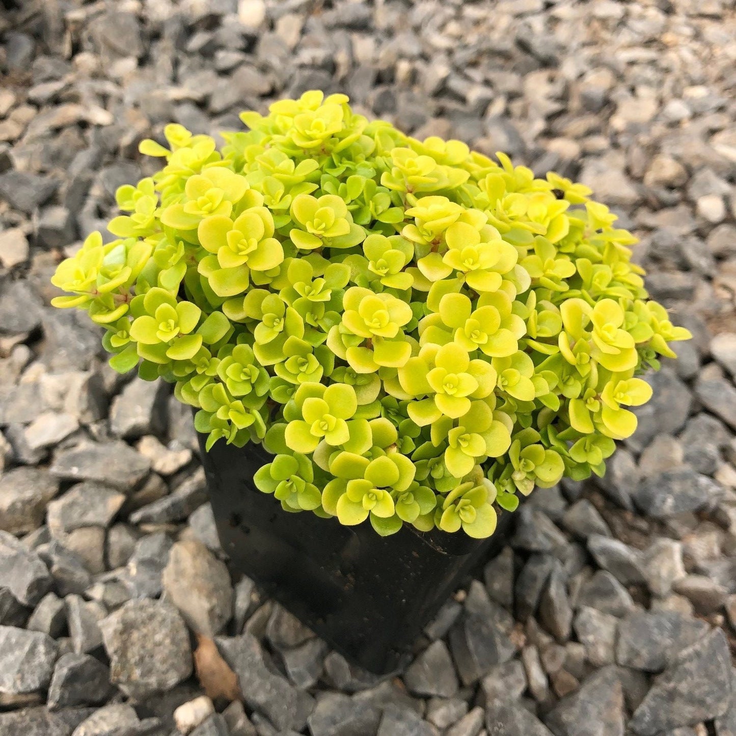 "Ogon Aurea" Stonecrop Sedum Succulent Plant aka "Golden Japanese" Stonecrop - 4 inch pot