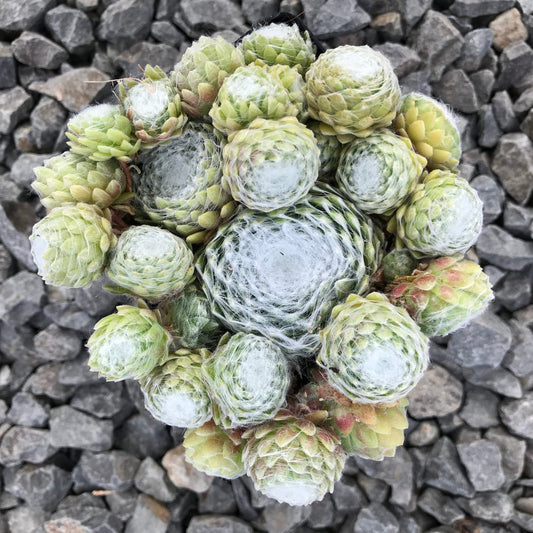 Forest Frost Sempervivum 4 inch pot