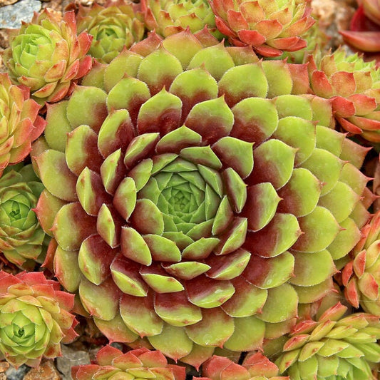 Sempervivum 'Stuffed Olive' / Hens & Chicks / Live Succulent / 4" inch pot / Plant for Sun and Shade