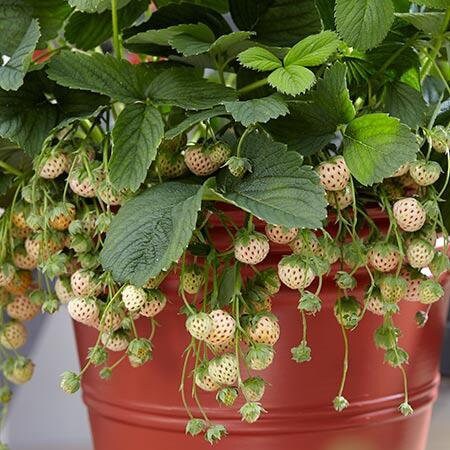 White Carolina Strawberry, White Pineberry, 1 Quart Pot Live Plant