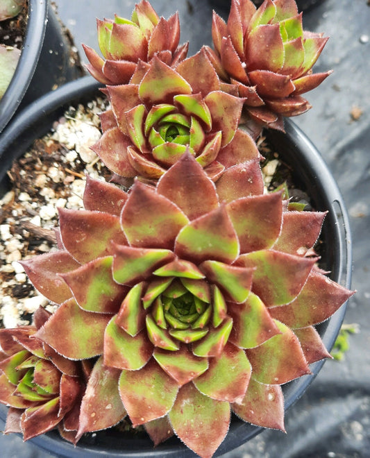 Sempervivum 'Stuffed Olive' / Hens & Chicks / Live Succulent / 4" inch pot / Plant for Sun and Shade
