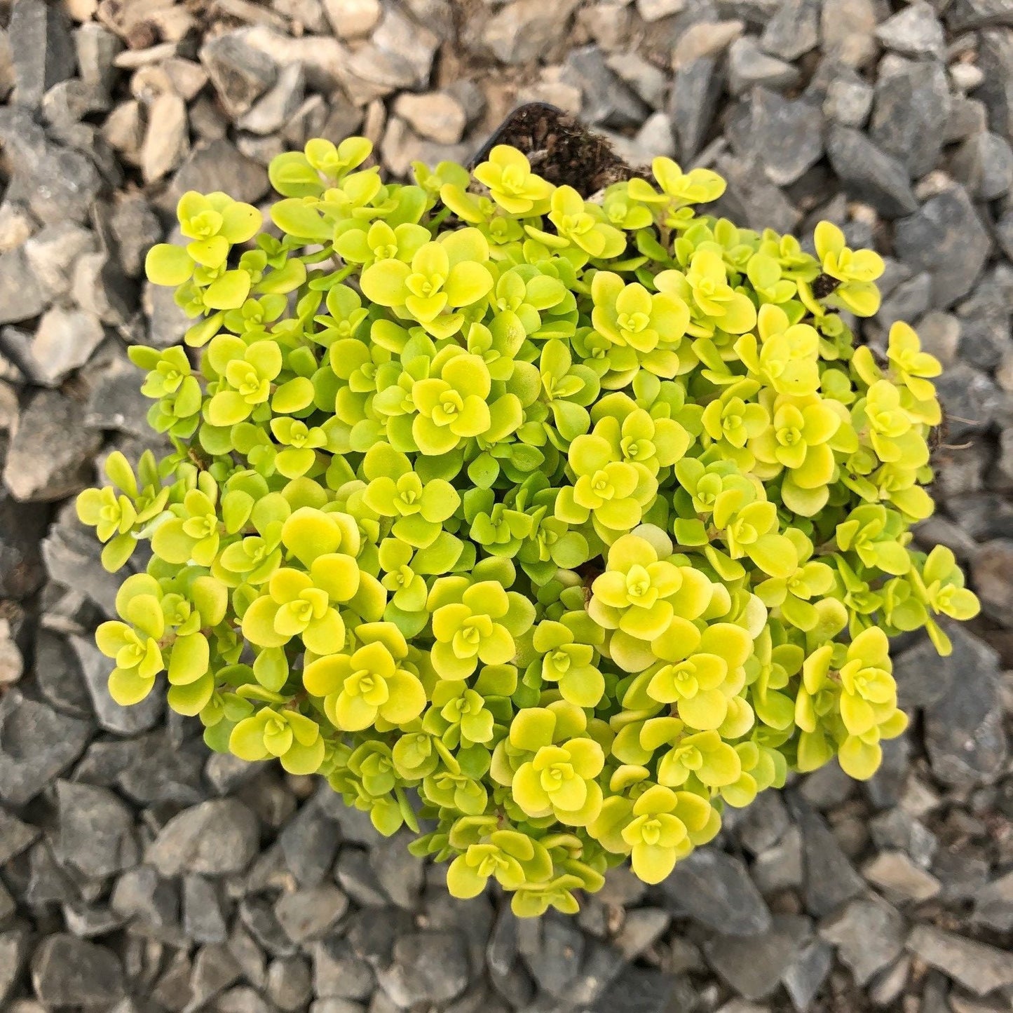 "Ogon Aurea" Stonecrop Sedum Succulent Plant aka "Golden Japanese" Stonecrop - 4 inch pot