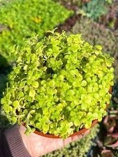 "Ogon Aurea" Stonecrop Sedum Succulent Plant aka "Golden Japanese" Stonecrop - 4 inch pot