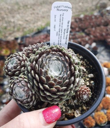 Forest Frost Sempervivum 4 inch pot