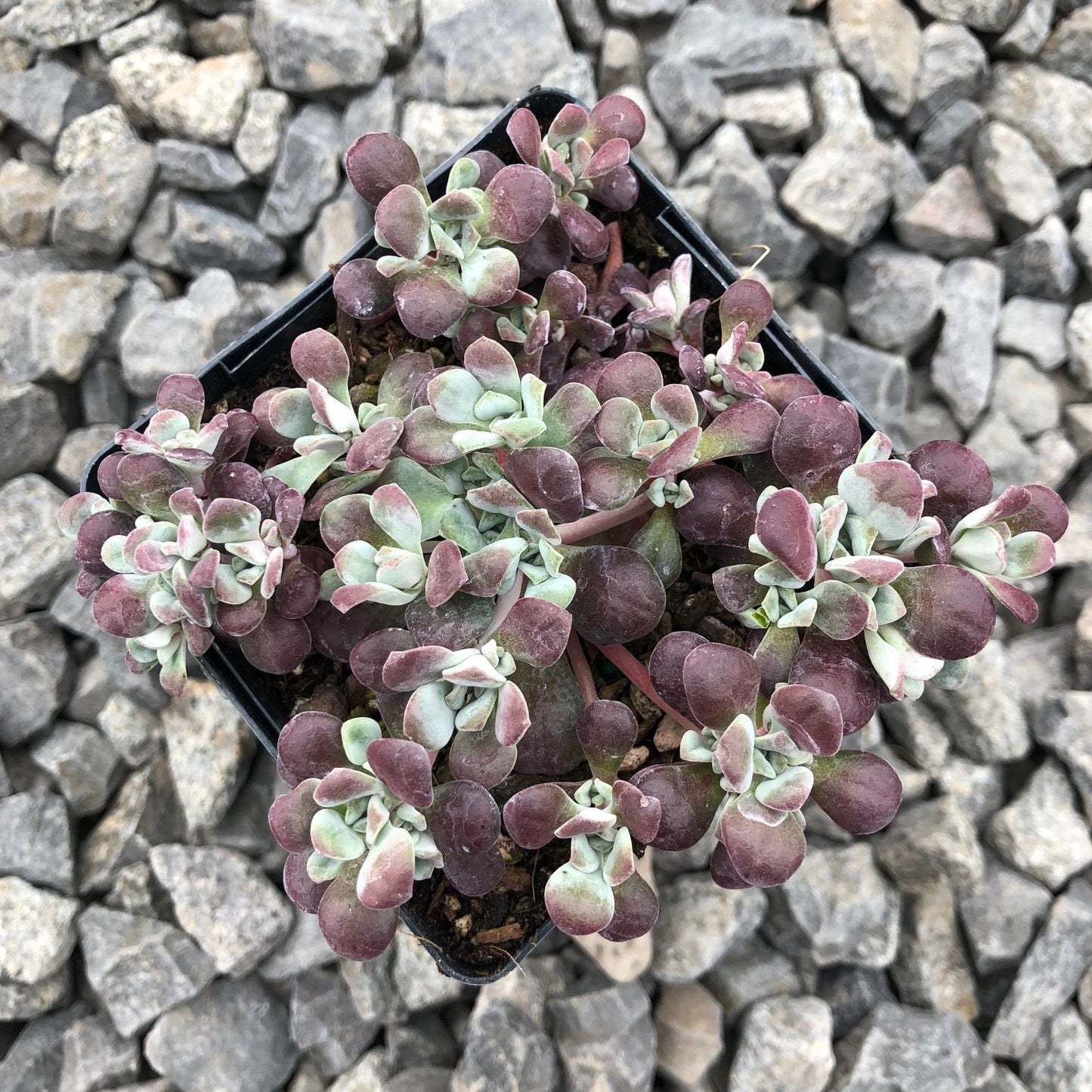 Carnea Stonecrop Sedum Succulent Plant - 4 inch pot