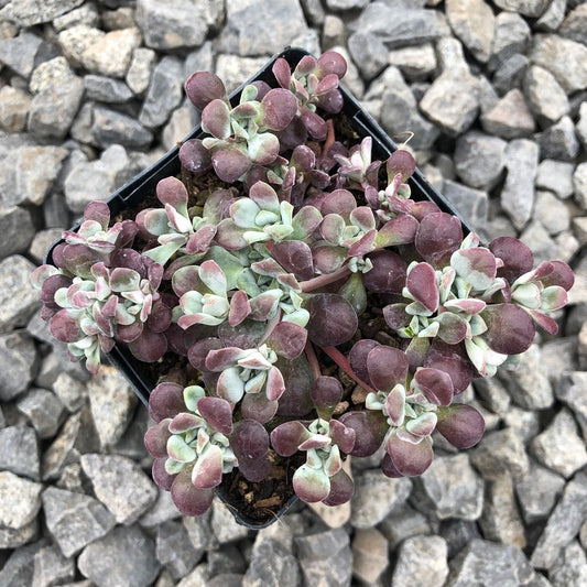 Sedum 'Carnea' Stonecrop, 4" Pot Live Plant