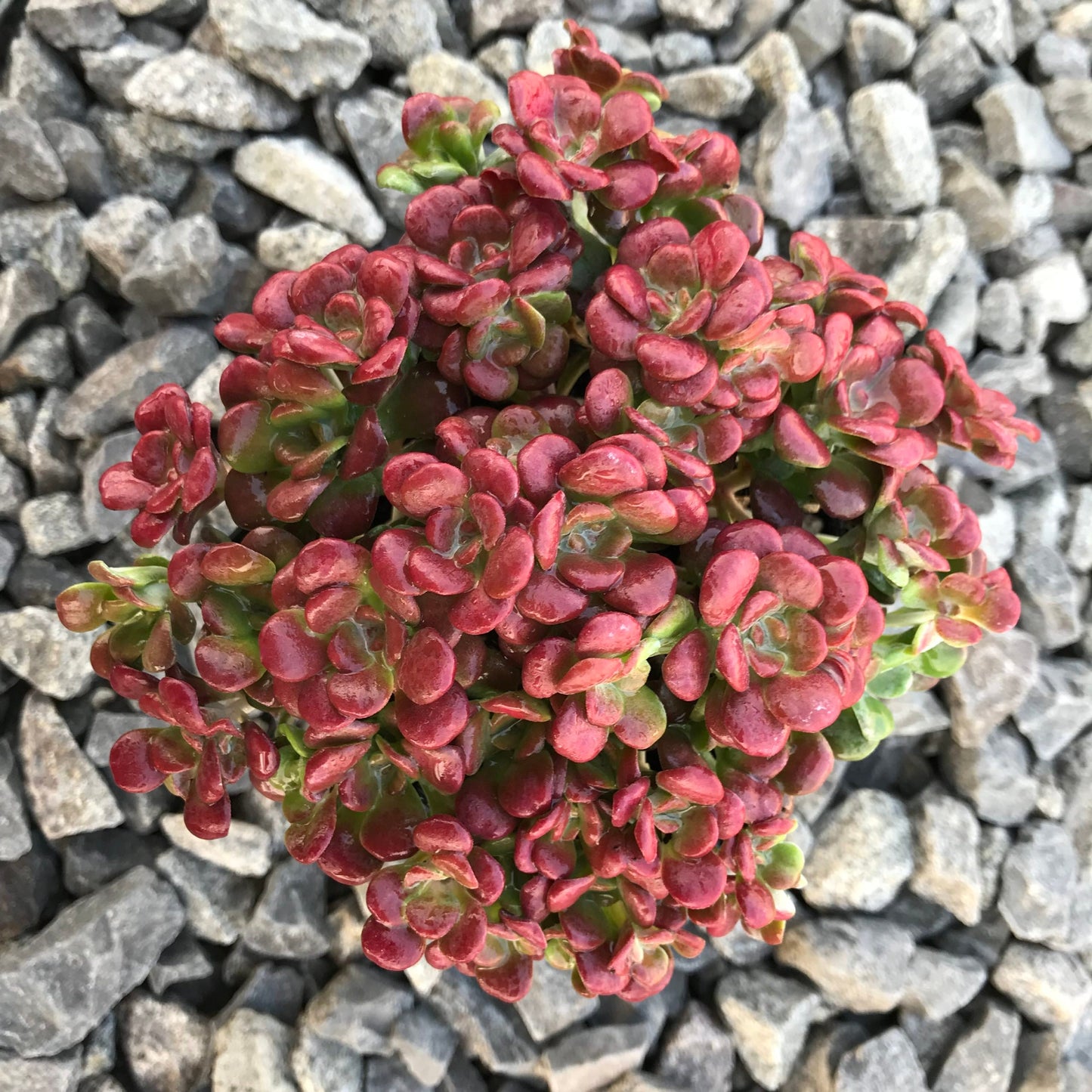 Carnea Stonecrop Sedum Succulent Plant - 4 inch pot