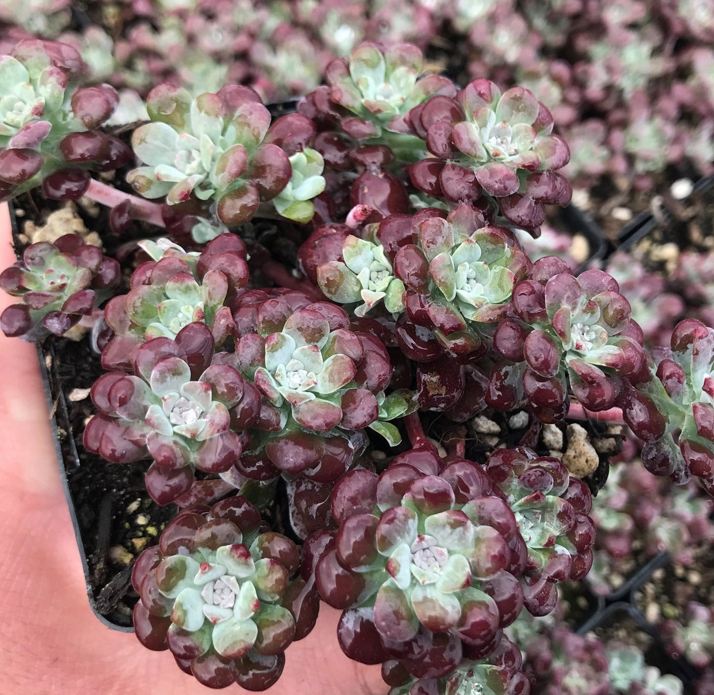 Carnea Stonecrop Sedum Succulent Plant - 4 inch pot