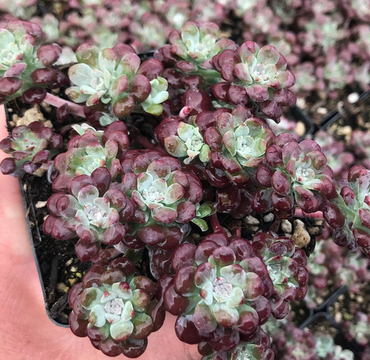 Sedum 'Carnea' Stonecrop, 4" Pot Live Plant