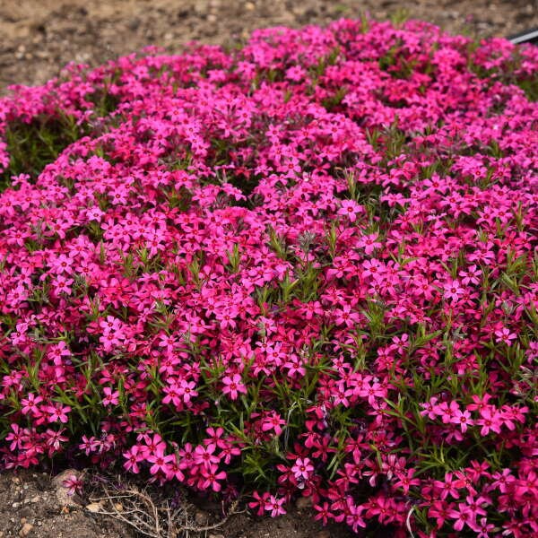 Red Wing Creeping Phlox - Phlox Subulata Plant - 1 gallon pot