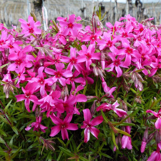 Red Wing Creeping Phlox - Phlox Subulata Plant - 1 gallon pot