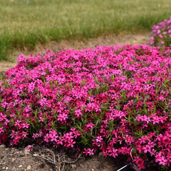 Red Wing Creeping Phlox - Phlox Subulata Plant - 1 gallon pot