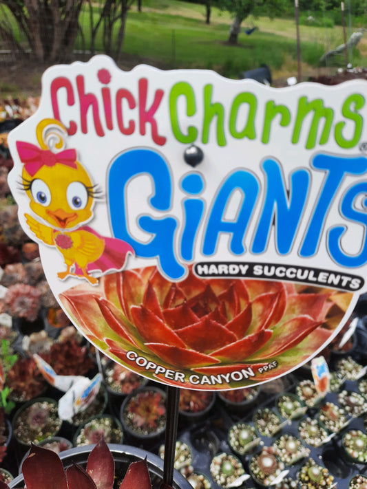 Copper Canyon Giant Succulent - Hens and Chicks Plant from the Giant™ Collection from Chick Charms­® - 6" pot