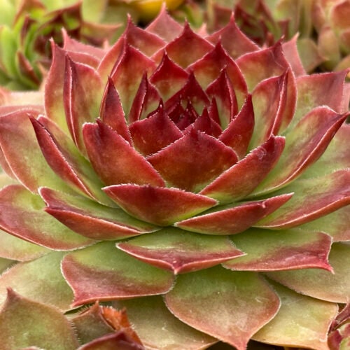 Copper Canyon Giant Succulent - Hens and Chicks Plant from the Giant™ Collection from Chick Charms­® - 6" pot