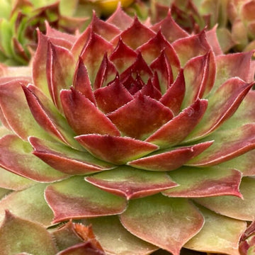 Copper Canyon Giant Succulent - Hens and Chicks Plant from the Giant™ Collection from Chick Charms­® - 6" pot