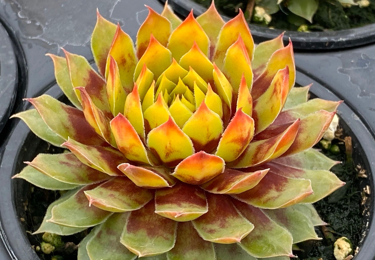 Chick Charms Gold Rush Sempervivum 4" inch pot