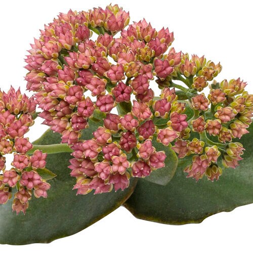 Sedum Rock 'N Grow 'Coraljade' Stonecrop, Proven Winners 1 Gallon Pot Live Plant