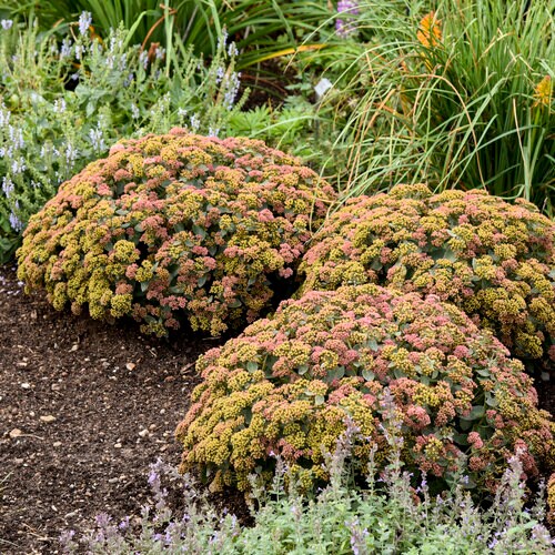 Sedum Rock 'N Grow 'Coraljade' Stonecrop, Proven Winners 1 Gallon Pot Live Plant