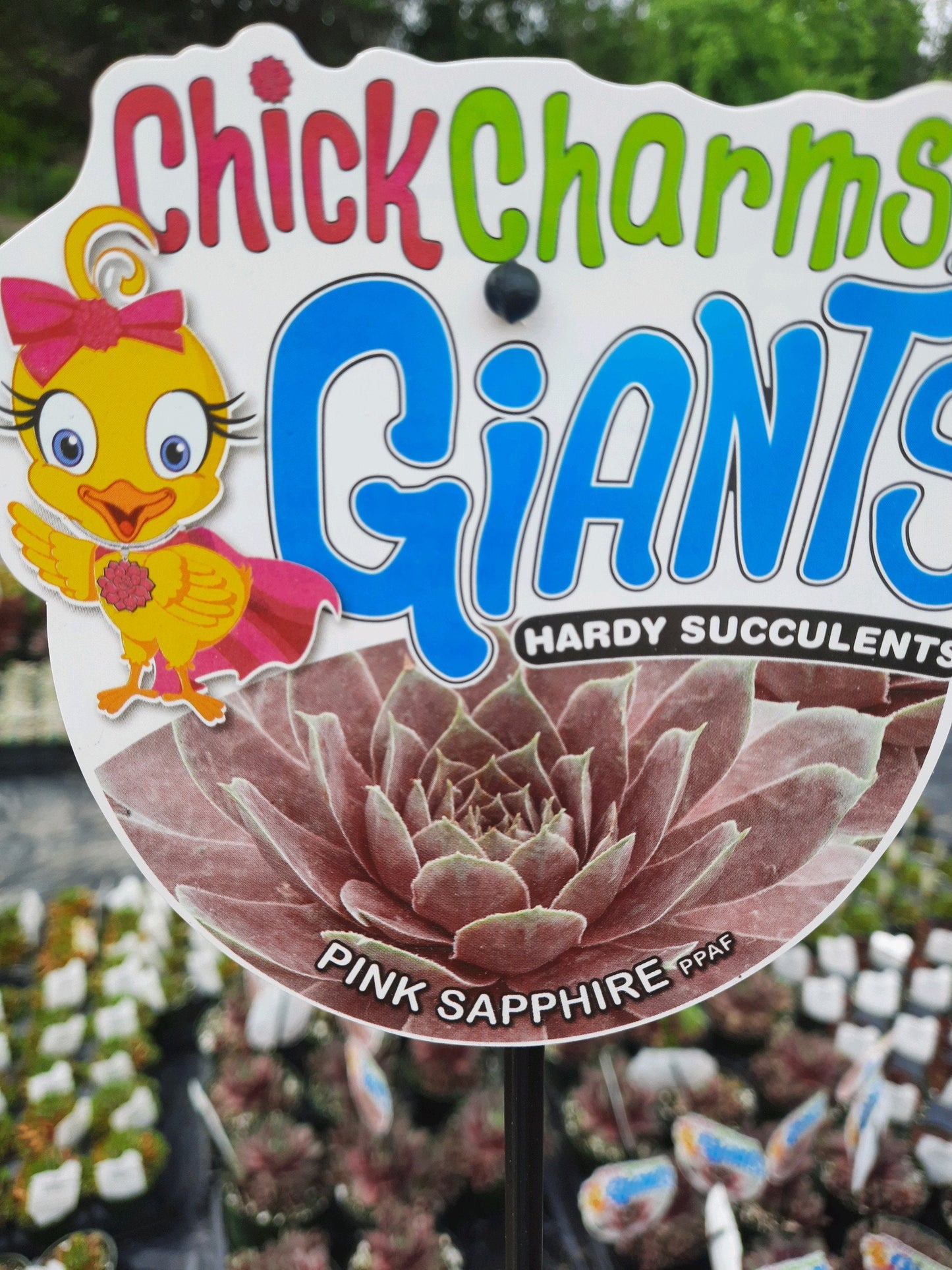 Chick Charms Giant Pink Sapphires Giant sempervivum 6" inch pot