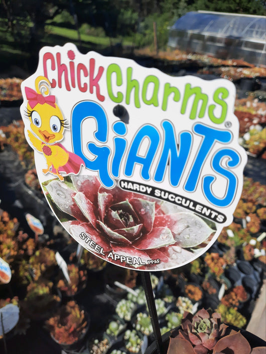 Steel Appeal Succulent - Hens & Chicks Sempervivum Plant from the Giants® Collection by Chick Charms® - 6" Pot