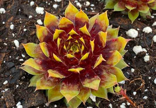 Chick Charms Gold Rush Sempervivum 4" inch pot