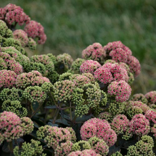 Sedum Rock 'N Grow 'Coraljade' Stonecrop, Proven Winners 1 Gallon Pot Live Plant