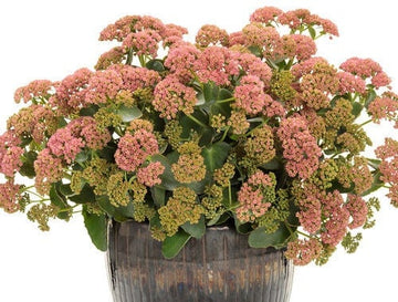 Sedum Rock 'N Grow 'Coraljade' Stonecrop, Proven Winners 1 Gallon Pot Live Plant