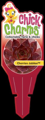 Sempervivum Chick Charms 'Cherries Jubilee' / Hens and Chicks / 4 inch pot / Full sun plant / Live succulent / Deer & Rabbit Resistant